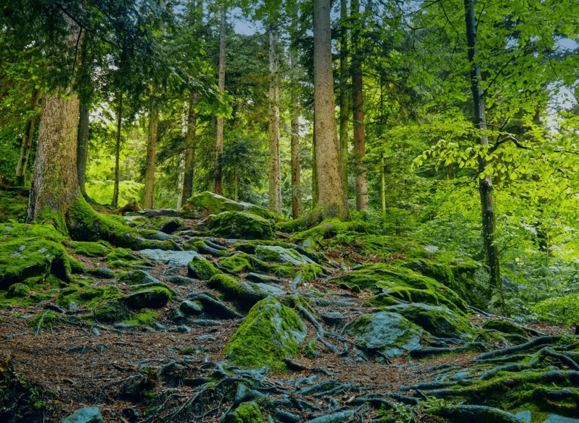 Moss-covered rocks and trees in a lush green forest.