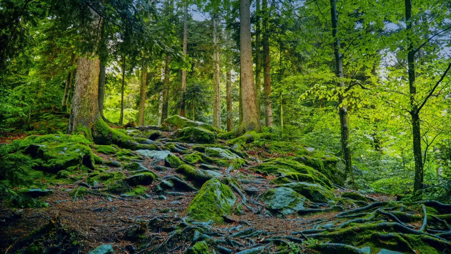 Moss-covered rocks in a lush green forest with sunlight filtering through.