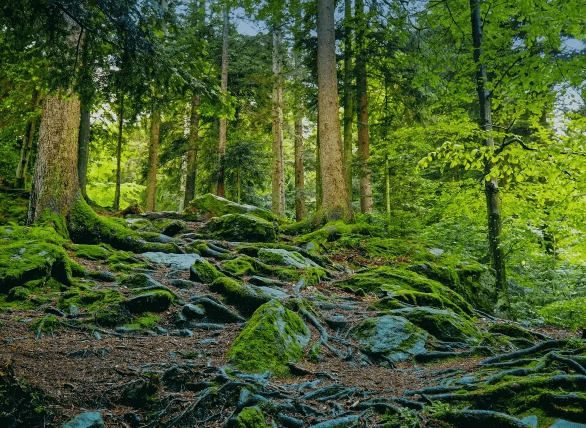 Moss-covered rocks and trees in a lush green forest.