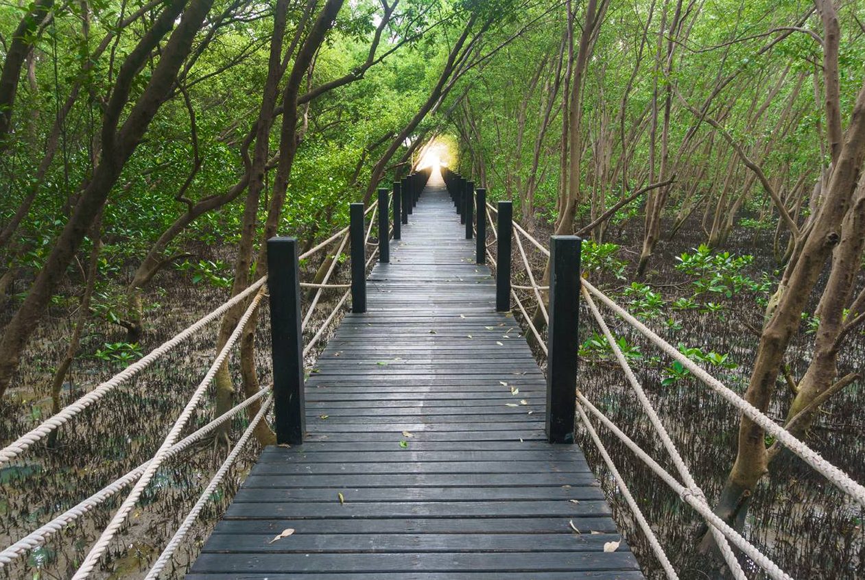 Picture showing a wooden bridge passing through a forest