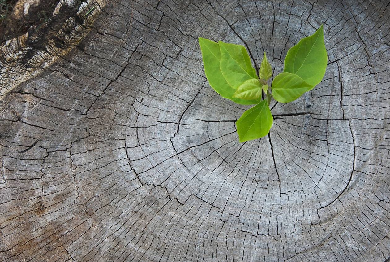 Picture of a photograph showing a plant growing on a tree